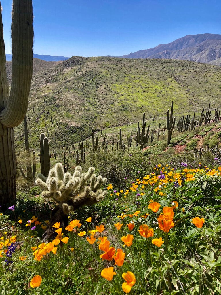 Brilliant orange and gold poppies and other wildflowers with distant saguaro cactus on hillside below blue sky.