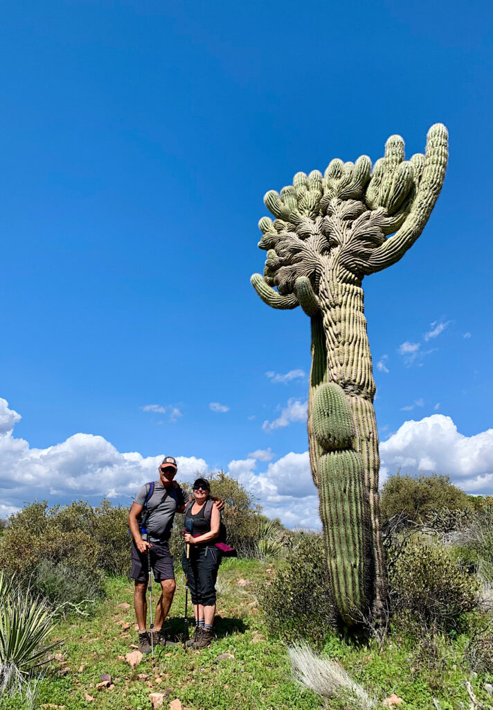 Man and woman with day packs and hiking poles standing beside tall green cactus with palm-shaped top under blue sky.