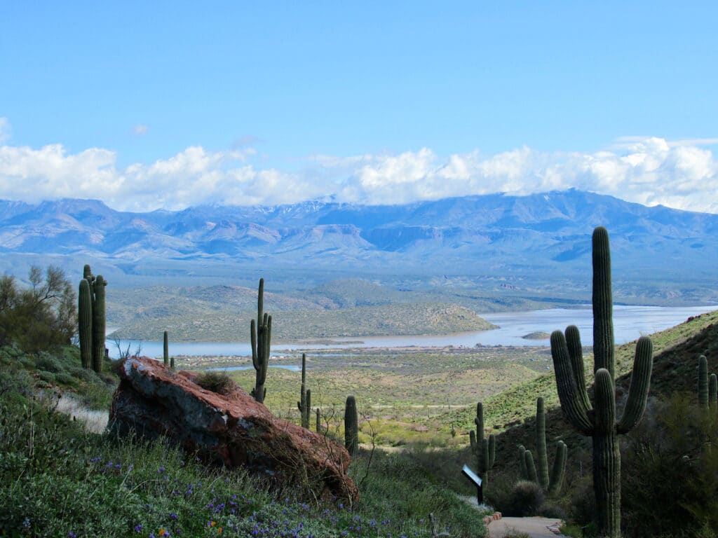 Scenic shot of saguaro cactus silhouetted on hillside in foreground with long lake in valley bottom behind.