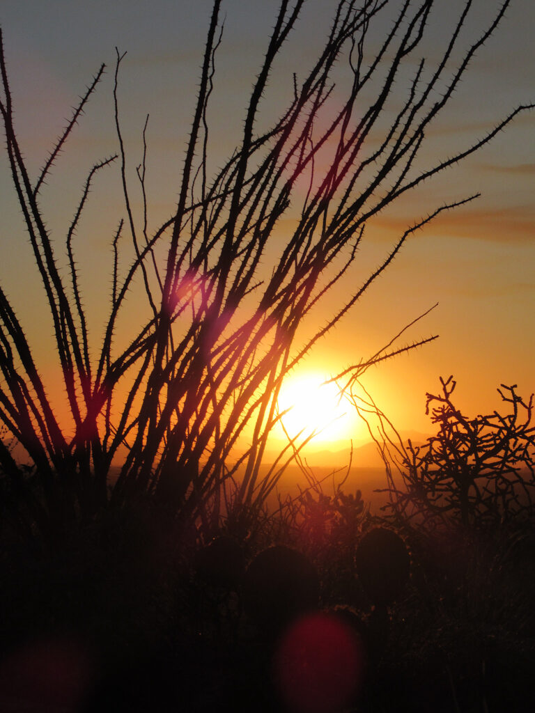 Willowy ocotillo cactus silhouetted in front of glowing orange sunset.