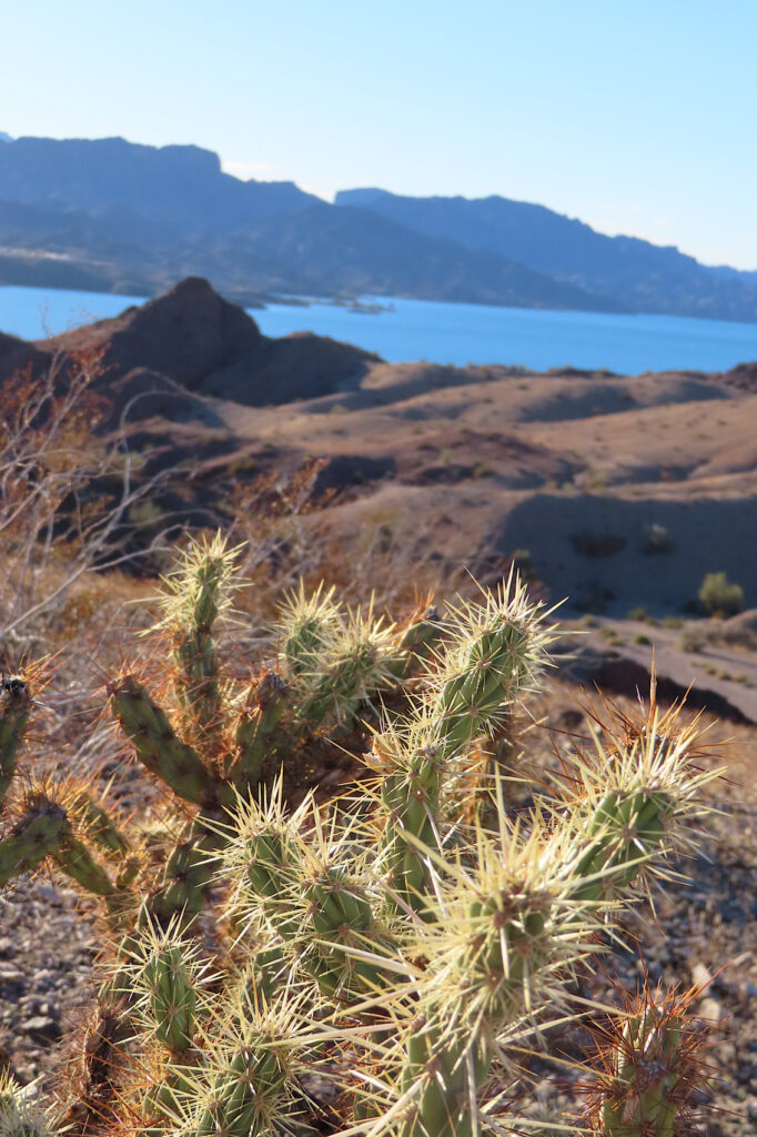 Prickly cactus in foreground with distant lake below brown hills.