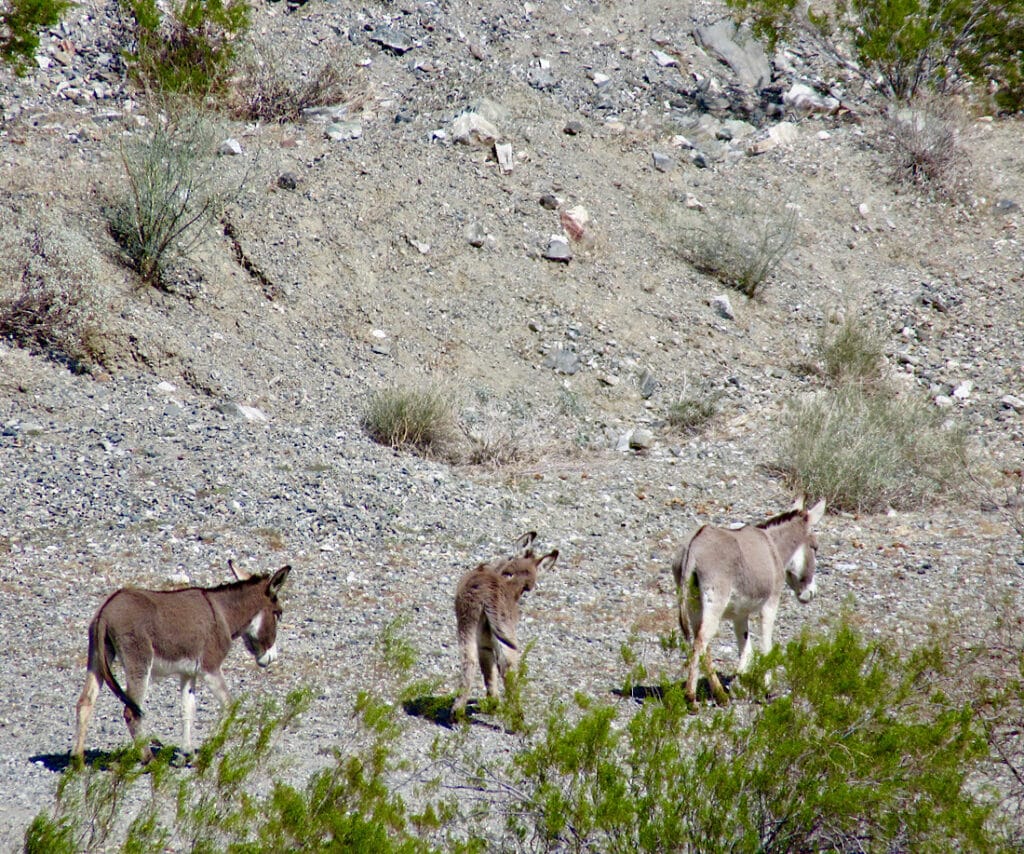 Three burros walking on gravel hillside.