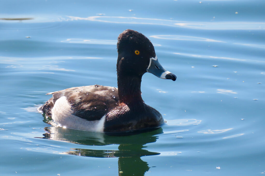 Black, brown, and white duck with distinct white markings on bill