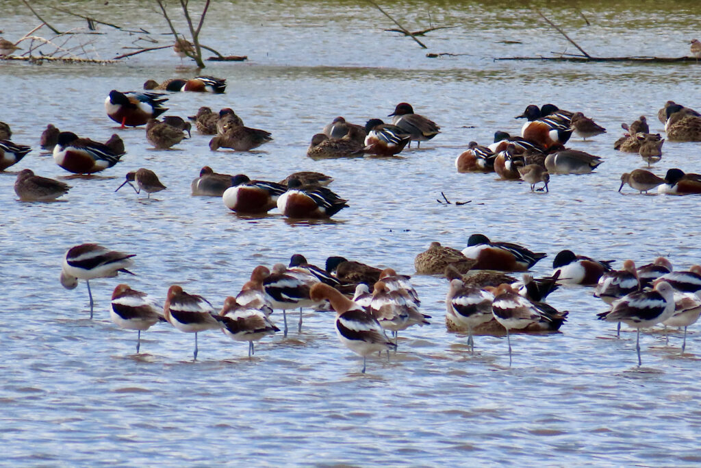 Mixed flock of birds in water