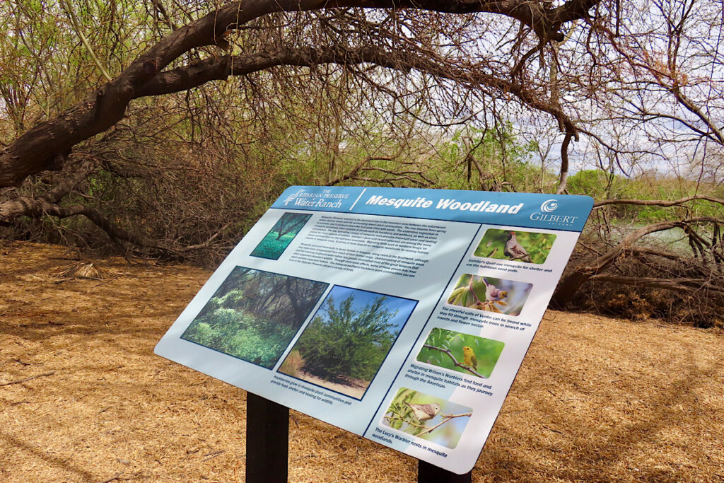 Interpretive sign labeled "Mesquite Woodland" on treed trail 