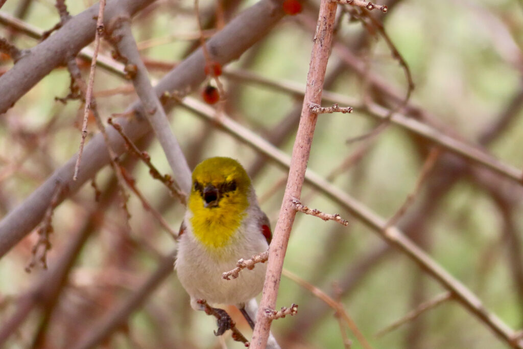 Small bird with golden head sitting on thin branches