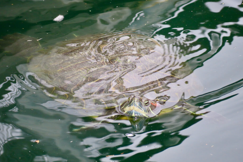 Turtle in water