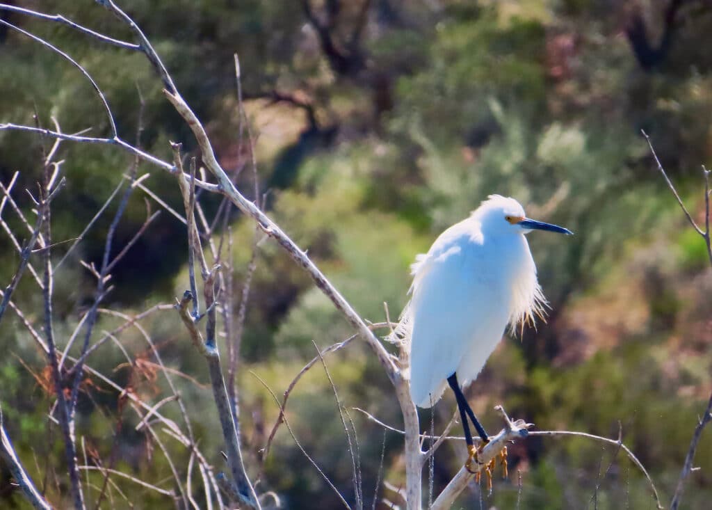 Large white bird with black beak and legs and yellow feet.