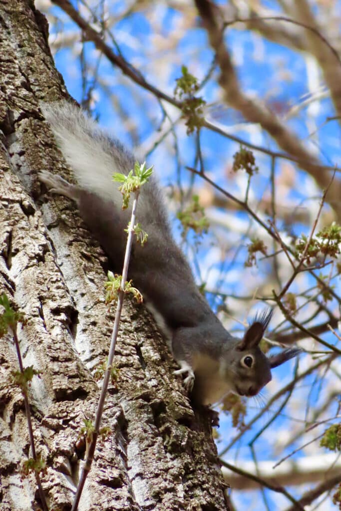 Great squirrel with tasseled ears facing downwards on tree trunk.