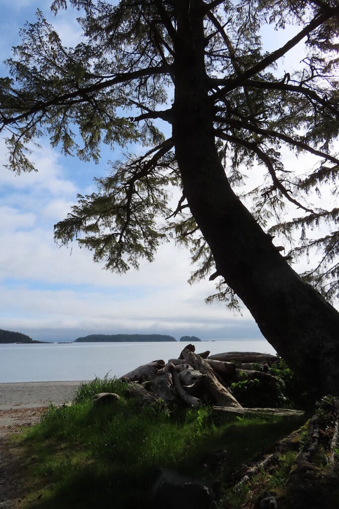 Large tree silhouetted overhanging in front of beach and ocean.