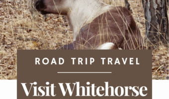 Pin image with image of a caribou lying down and text reading: Road Trip Travel. Visit Whitehorse. Yukon Wildlife Preserve. TimeTravelTrek.com