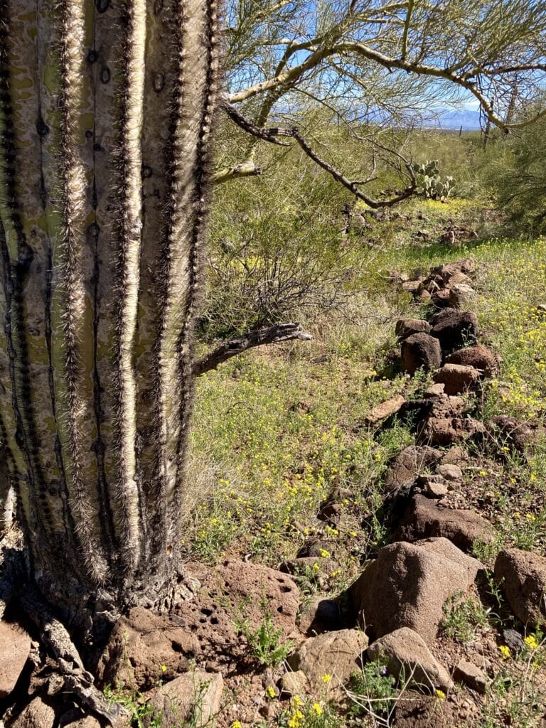 Line of rocks among cactus and other green plants.