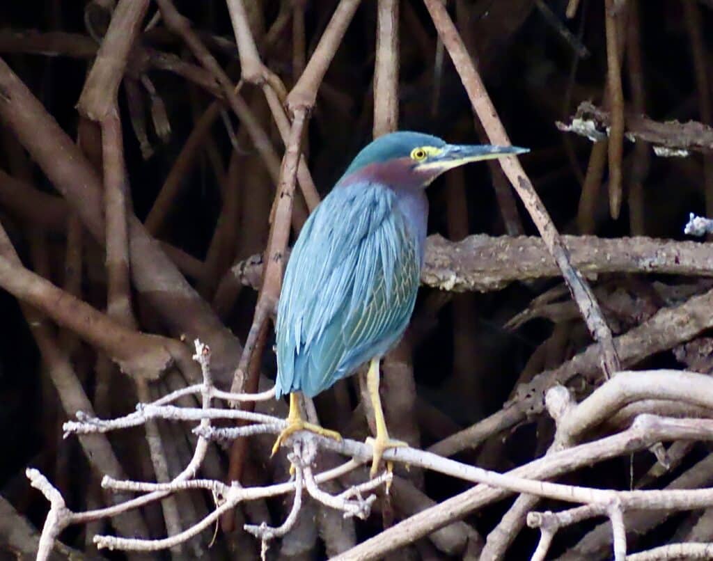 Photo of greenish blue bird sitting on a root with dark roots in background.