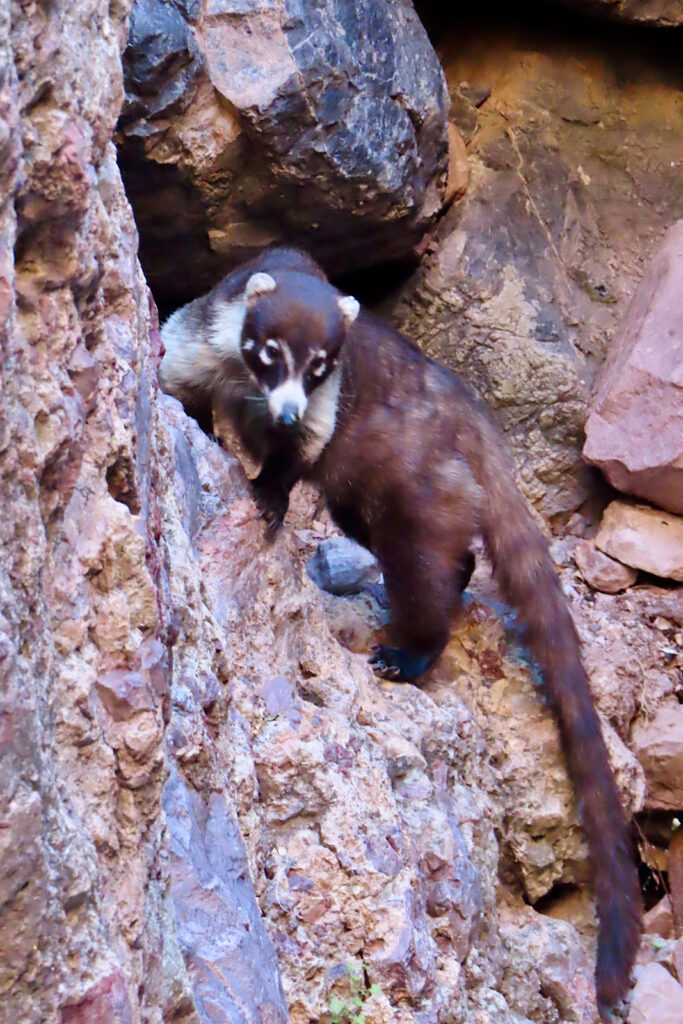 Long brown animal with white markings and ringed tail on rock wall.