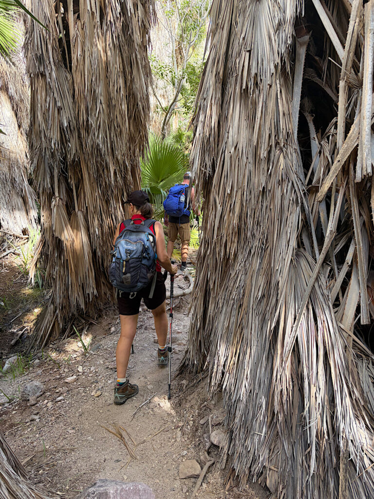 Man and woman hiking beneath dense palm trees.