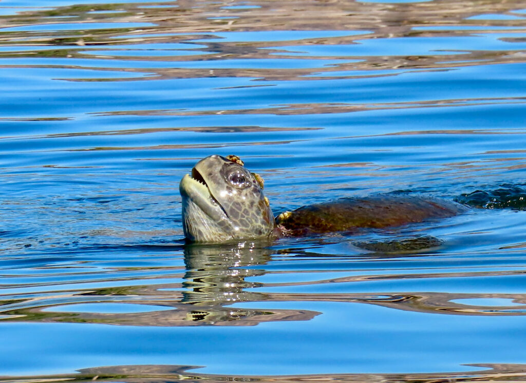 Turtle in water with head raised.