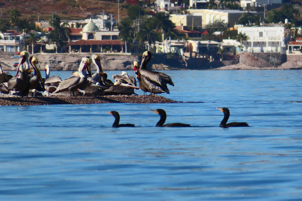 Three black birds in water and several large birds on island off shore.