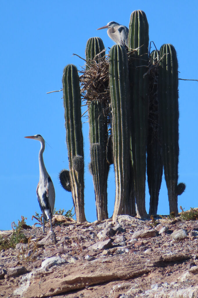 Two large birds nesting in cactus.