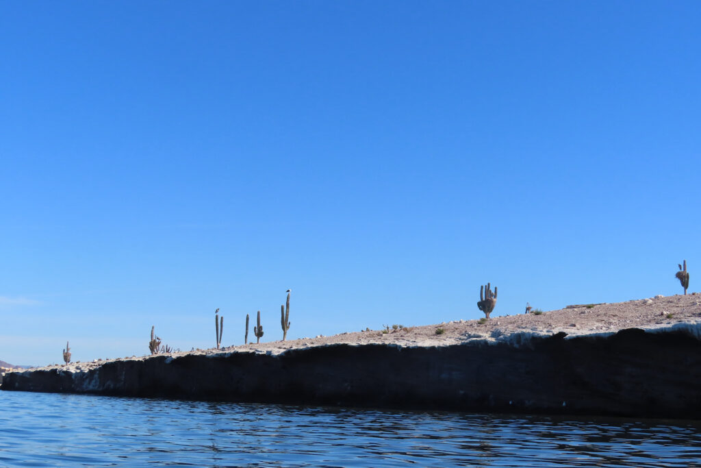 Image of low island with a few tall cactus.