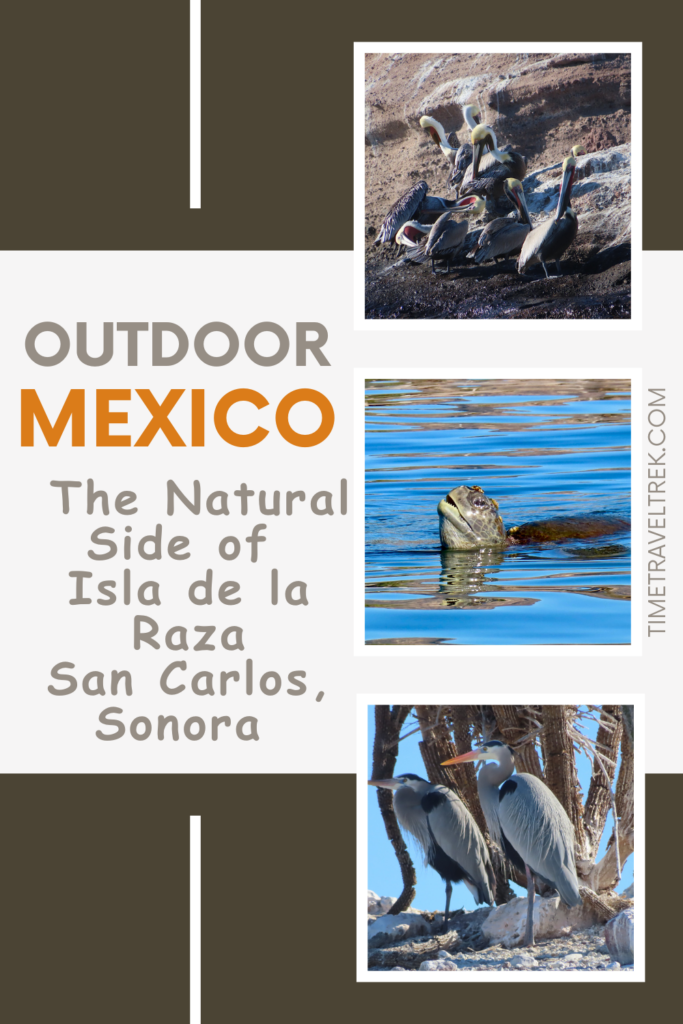 Pin image for TimeTravelTrek.com post with 3 images of birds and a sea turtle. Text reads: Outdoor Mexico, the Natural Side of San Carlos, Sonora.