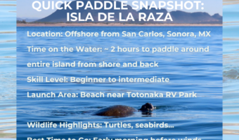 Quick Paddle Snapshot: Isla de la Raza with notes on location, time, skill level, launch, wildlife, best time to go text over image of a turtle in water.