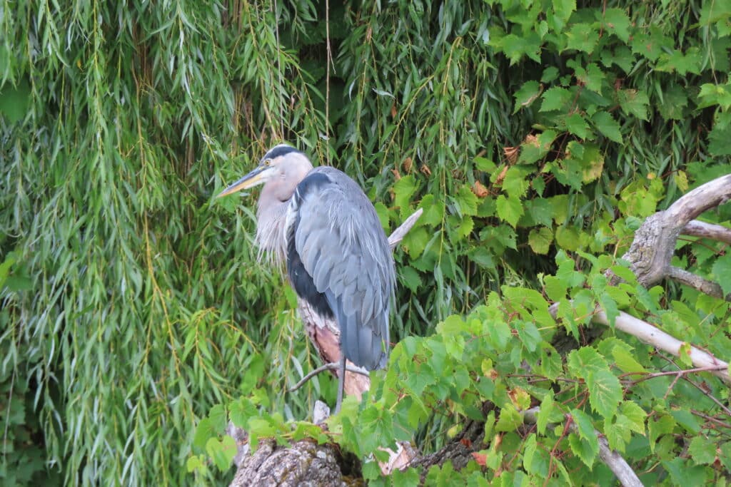 Large grey bird on tree branch.