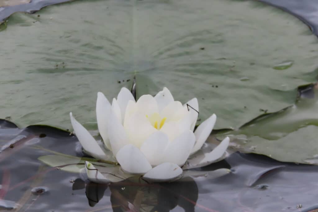 White flower on top of large leaf in water.