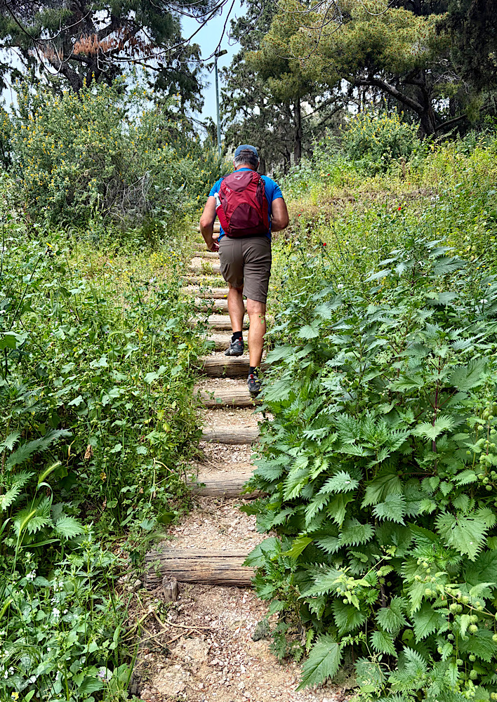 Man in shorts carrying red backpack hiking trail through dense green foliage.