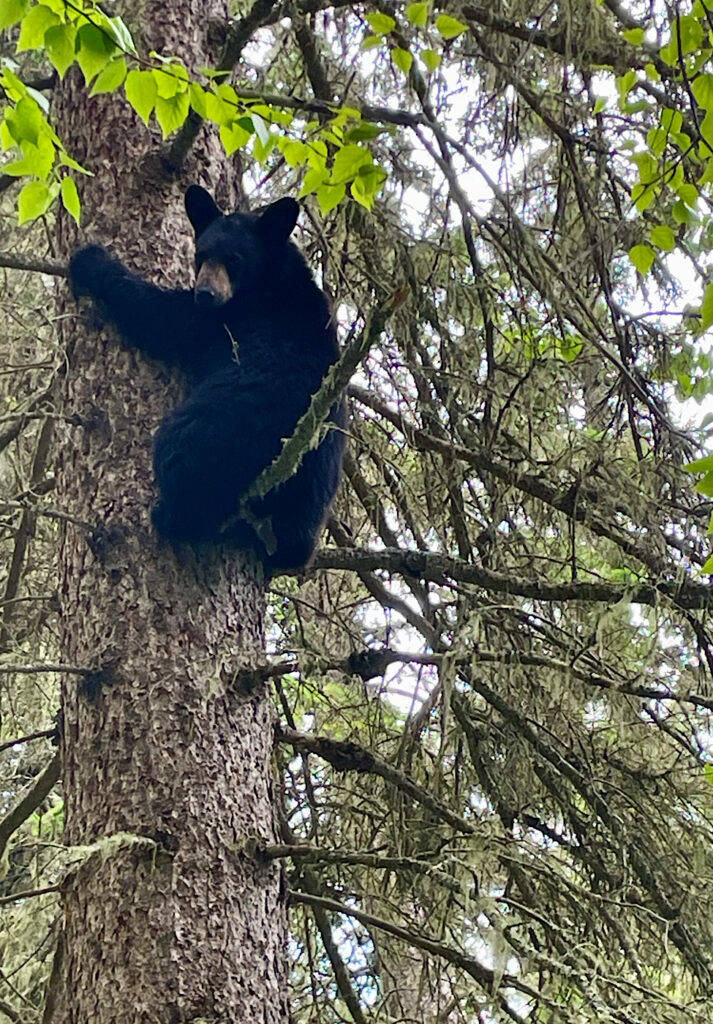 Small black bear in large tree.