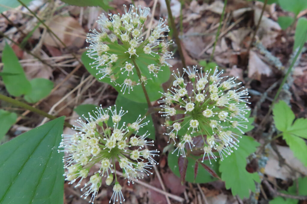 White, spiky-looking flowers.
