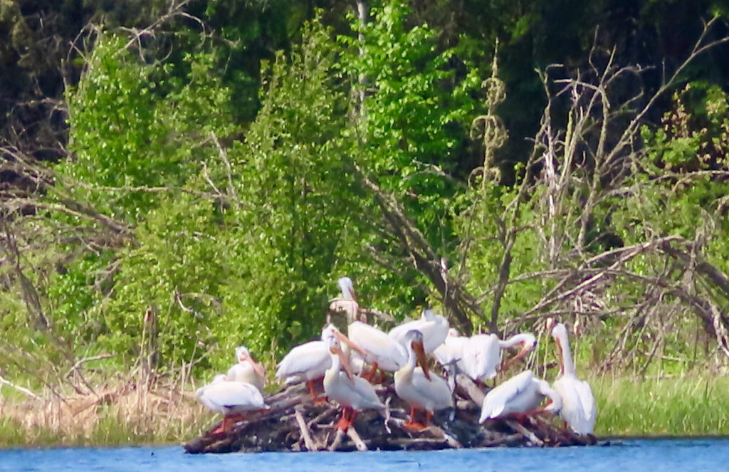 Large white birds on beaver lodge on lakeshore.