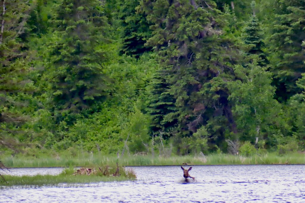 Moose swimming offshore.