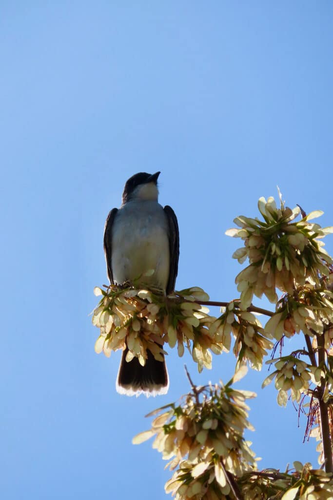 White and grey bird on tree branch.