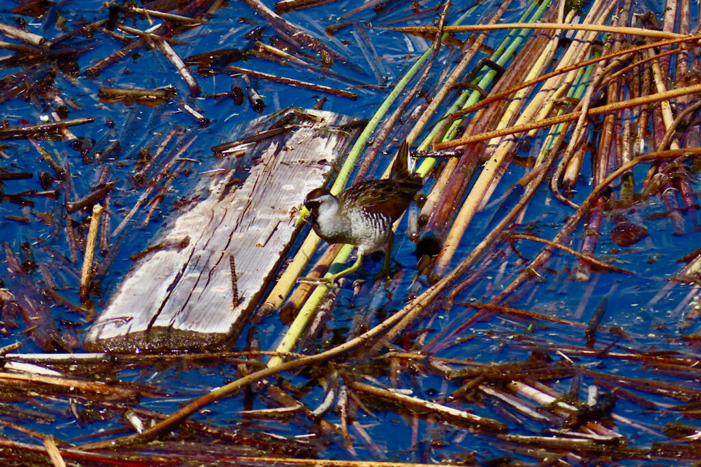 Small bird with yellow legs walking aross reeds on the water.