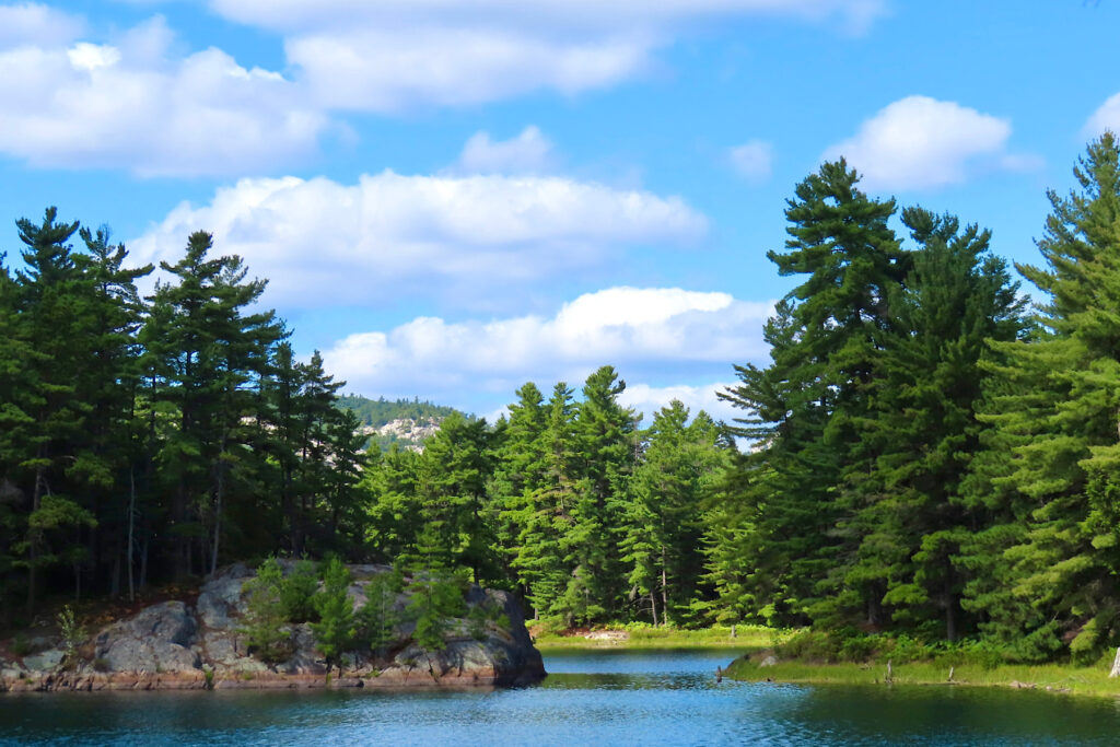 Edge of lake with forest and blue sky with clouds.